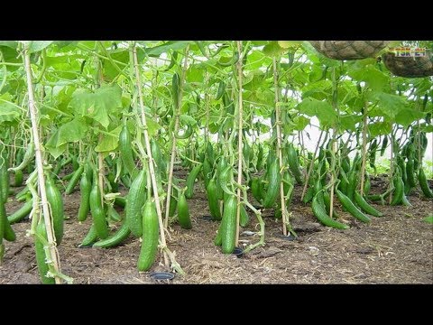 WOW! Amazing New Agriculture Technology - Cucumbers