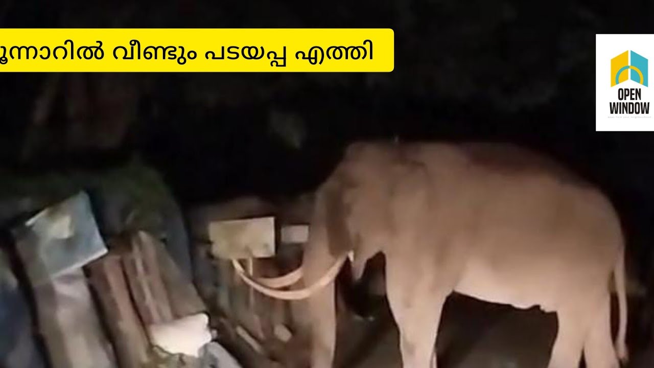 മൂന്നാറിൽ വീണ്ടും പടയപ്പ എന്ന ഒറ്റയാൻ ഇറങ്ങി