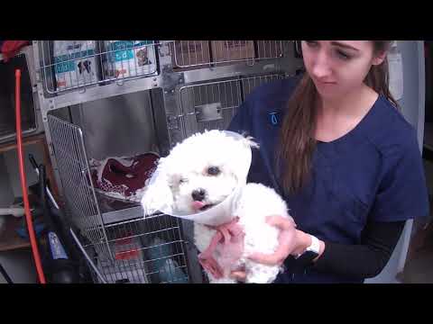 Post Op Cute Poodle Femoral Fracture Repair