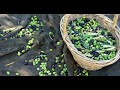 Olives Falling From Olive Tree Harvest