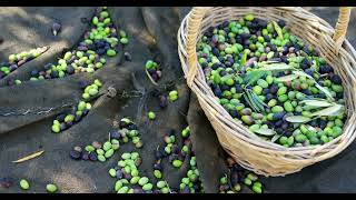 Olives Falling From Olive Tree Harvest