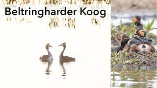 Im Beltringharder Koog - ein Paradies für Vögel