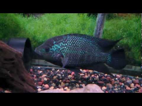 UMBEEKING'Z BLUE APE HELLSCREAM 3