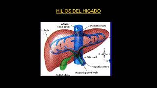 Estómago e Hígado - Anatomía