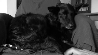 Goat on Fire... Moonspell