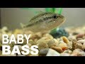 Largemouth Bass For Aquarium For Sale