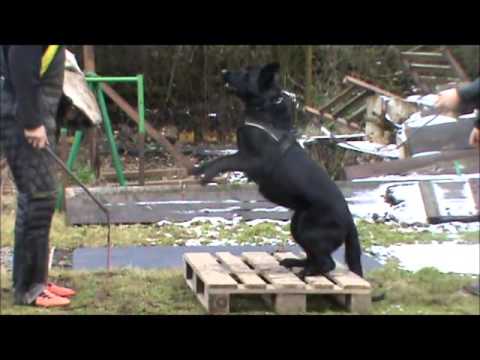 Quick ze Stříbrného kamene - training protection - 1 year