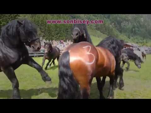 Dünyanın En Güzel Atları Bakın Ne Hale Getiriyorlar Vicdansızlık | www.sonbisey.com