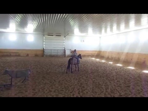 MAJORS SMOKEY IMAGE : BONANZA / BLUE VALENTINE / TWO EYED JACK BLOODLINES