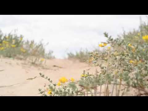 NEW IMAGEFILM MAJESTIC HORSES/IBERIAN HORSES/PRE HORSES/ANDALUSIAN HORSES/LUSITANO HORSES