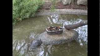 preview picture of video 'Palo Alto Zoo And Junior Museum.'