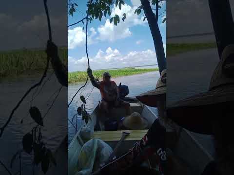 Isso aqui é rotina na Amazônia… #NetoAmazonia #Amazonas #Uarini #InteriorDoAmazonas #VidaNaAmazonia