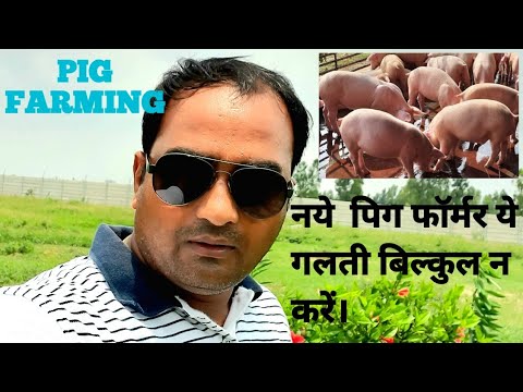 Lean Meat Yorkshire Pigs Breeding Female Pig Farm