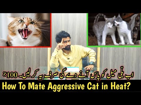 How to Mate Aggressive Cat || First Time Mating Problem || How to deal Aggressive Cat in Heat?