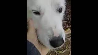 Video preview image #1 Great Pyrenees Puppy For Sale in Spring, TX, USA