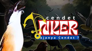 Download lagu CENDET ANGKER | Mr. edy gondrong java BC situbondo mp3