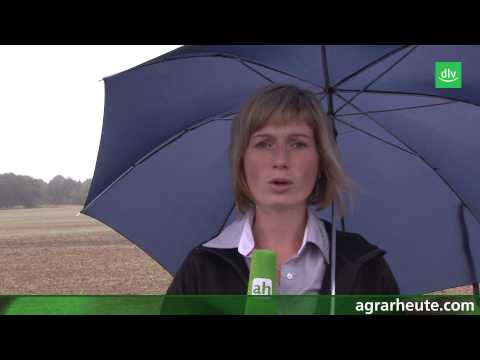 Vegetation report: Winter wheat – sow early or late?