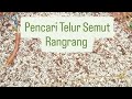 Pencari Telur Semut Rangrang