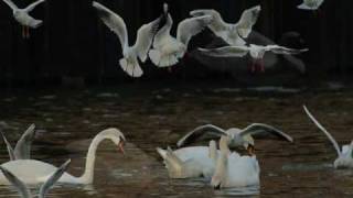 Rosana - Descubriéndote