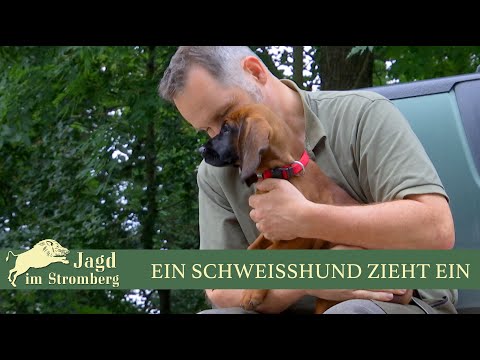 Ein Schweisshund zieht ein