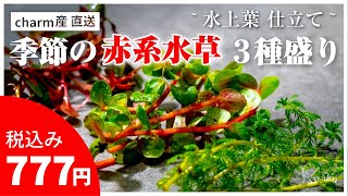 【水草・熱帯魚紹介】charmで777円の赤系水草セットを買ったらよくわからない水草が入ってた!【アクアリウム用品】