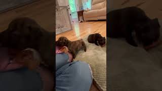 Video preview image #1 Mutt Puppy For Sale in Holly Springs, NC, USA