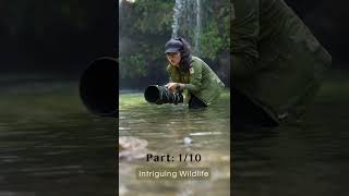 Intriguing Wildlife Part 1/10 #wildlife #photography #shorts #shortvideo #shortsfeed #shortsyoutube