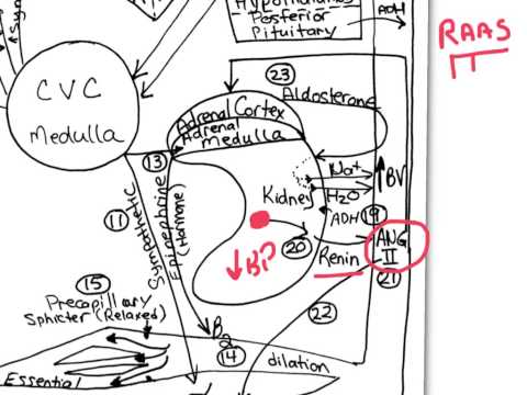 Blood Concept Map Quizlet