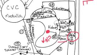 blood pressure concept map 4
