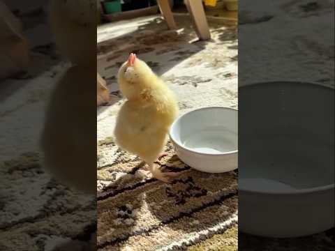 Yeni çıxan cücələrə belə qulluq et