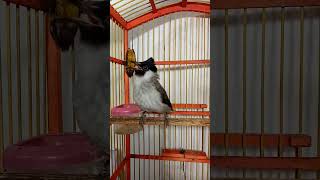 Download lagu Suara burung kutilang gacor full isian besetan ngerol mp3