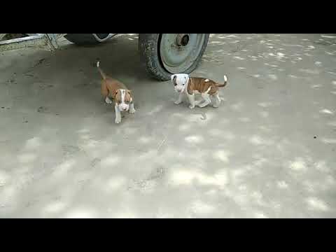 Pitt bull pup pair sale 8146431424