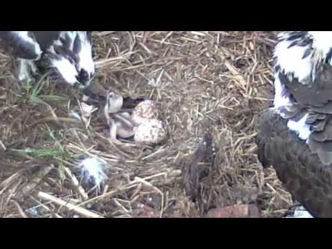Belwood Lake Osprey - Feeding time for new baby - 6-6-16