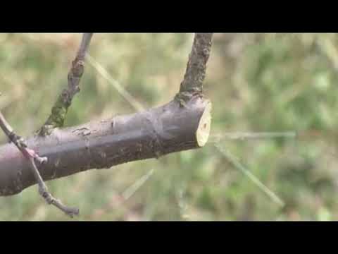 Rezidba voća za pocetnike