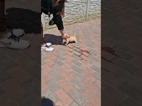 Norwich Terrier puppy for sale