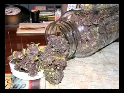 Smokin Kush: Da Don Money B ft. Lil Bub