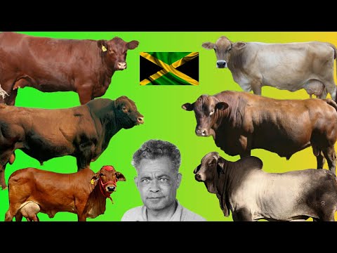 , title : 'Breeds of Cattle created in Jamaica. The story of Dr.T.P Lecky'