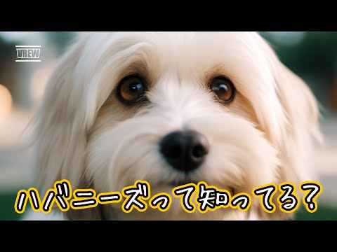 ハバニーズ – 4 本足のスマートな魅力