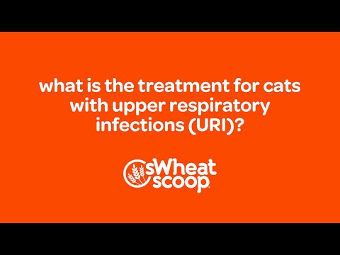 what is the treatment for cats with Upper Respiratory Infections (URI)?