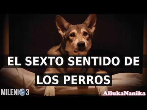 Milenio 3 - El sexto sentido de los perros