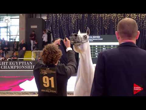 N.91 ZAIN AL DEAN - SEWC 2018 - Senior Stallions (Class 5B)