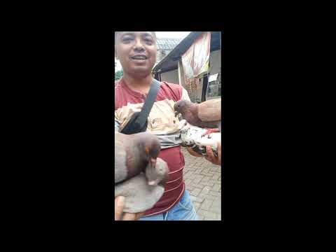 melatih burung di samping jalan tol