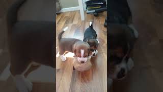 Video preview image #5 Beagle Puppy For Sale in REASNOR, IA, USA
