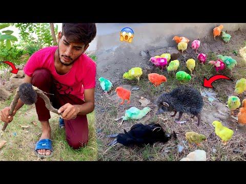 Yeh Dangerous Animals Kaha Se Aa Gaya😱|| Hammad Pet House