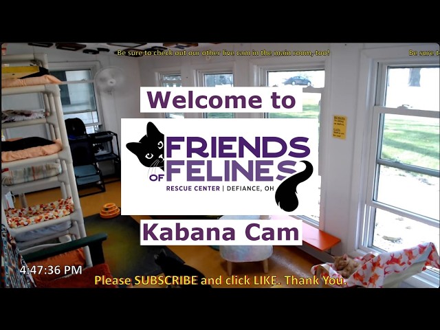 Live webcam view of Friends of Felines Kabana Cat Cam