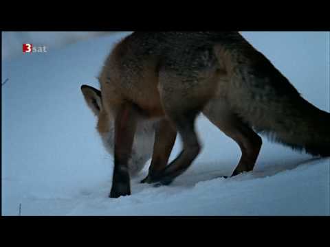 Fuchs jagd Schneemaus in den Alpen