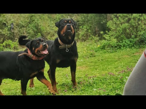 My Rottweilers