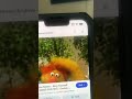 Rohail Hashmi Sing Yourself Silly