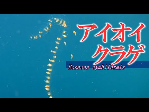 Hypopomus artediについて詳しく解説