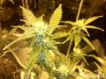Marijuana Grow - Picture time lapse to 4 wk flower ...